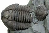 Bargain, Flexicalymene Trilobite - Mt Orab, Ohio #375245-1